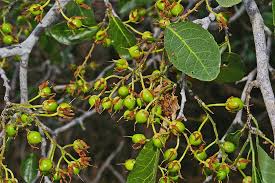 Image result for Rinorea elliptica