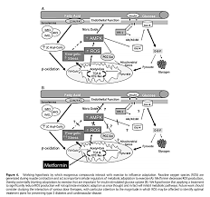 The mechanisms of action of metformin. Crossfit Impact Of Metformin On Exercise Induced Metabolic Adaptations To Lower Type 2 Diabetes Risk