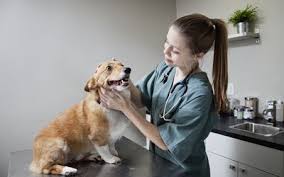 Assistant manager education and training requirements. Veterinary Assistant Job Description Salary Skills More