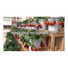 1 how to grow strawberries. Strawberry Plants Seeds For Sale Day Neutral Planting Strawberry Plants Buy Strawberry Seeds How To Grow Strawberries Day Neutral Strawberries Product On Alibaba Com