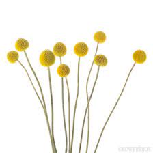 Billy Buttons Flower Of Scotland Best Flower Wallpaper