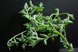 Japanese officials frequently claim that whale and dolphin meat is highly nutritious, and that their cetacean hunts are no worse than the slaughter of other animals for meat. Senecio Peregrinus Adorable Succulent That Looks Like A Dolphin Plant