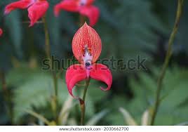 Image result for Disa welwitschii