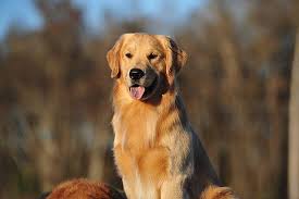 If you have any questions, contact us. New Champion Bally Golden Retrievers Golden Retriever Dog Forums Golden Retriever Dogs Golden Retriever Dog Forum