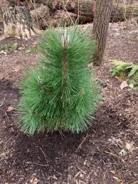 We did not find results for: Thunderhead Japanese Black Pine Stewart Plant Database