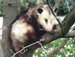 Reproduction Life Cycle Opossum Society Of The United States