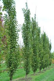 Morris Alba In 2020 Kleine Gartenbaume Pflanzen Vorgarten