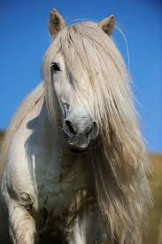 Pin By Sandi Lewis On Hair Horses Most Beautiful Animals Beautiful Horses