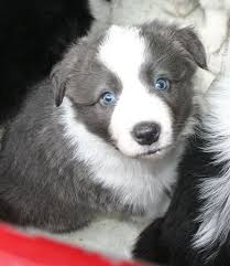 Black And Brown Border Collie Puppy File 5 Week Old Border Collie Puppy Jpg Wikimedia Commons Collie Puppies Blue Border Collie Border Collie Puppies