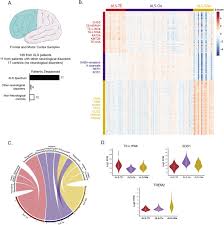 Amyotrophic lateral sclerosis (als) is a rare neurological disease that primarily affects the nerve cells (neurons) responsible for controlling voluntary muscle. Postmortem Cortex Samples Identify Distinct Molecular Subtypes Of Als Retrotransposon Activation Oxidative Stress And Activated Glia Biorxiv