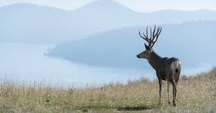 The boone and crockett club is one of the clubs that creates parameters for antler scoring, and you can use their online form to evaluate your next mule deer rack. Mule Deer Vs Whitetail Deer Grand View Outdoors
