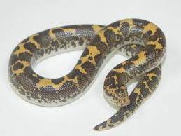 Kenyan Sand Boa For Sale Eryx Colubrinus African Bush Viper Pythons For Sale Kenyan
