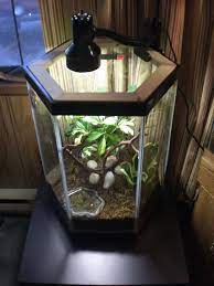 Advise On A Diy Lid For 35g Hexagon Tank Hexagon Fish Tank Diy Reptile Bearded Dragon