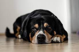 We did not find results for: Your Dog Died What Should You Do Now Cake Blog