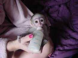 331 likes · 26 talking about this. Capuchin Monkey Baby Pet Pet S Gallery