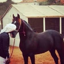 قروب شعر 9a167 twitter