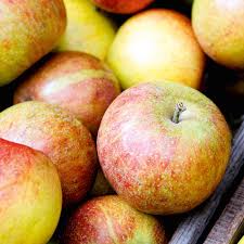 Cloning or propagating your cutti. Apple Braeburn Suttons Suttons