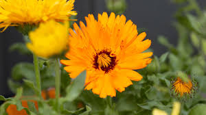 Pouring hot water over dried calendula flowers reminds me of the dried whole flower teas that blossom in a clear tea pot right before your eyes. How To Grow Calendula Pot Marigold