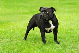 Temperament & intelligence of the american staffordshire terrier. American Staffordshire Terrier Dominant Aber Freundlich Mydog365 Magazin