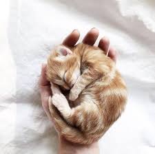 Follow Us Mydreamycats If You Are A Real Cat Lover We Publish Cute Cats Photo And Amazing Videos Zhivotnye Koshki Kot