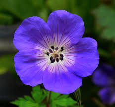 Image result for Geranium mlanjense