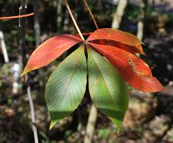 We did not find results for: Flowering Trees Planters Choice