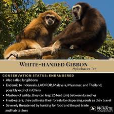 Image result for Hylebates cordatus