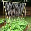 Growing peas by starting them in the greenhouse in the autumn. Https Encrypted Tbn0 Gstatic Com Images Q Tbn And9gctthkbzfffb Y Xyotstkbm9a9q B12engyuagg2 Sadxsrhswd Usqp Cau