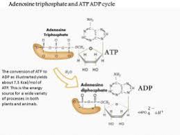 0614 Adenosine Triphosphate And Atp Adp Cycle Medical Images
