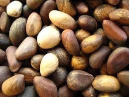 If You Re Not From Nm You May Not Know What This Is Its Pinon Nuts Roasted And Salted New Mexico New Mexico Homes Pinon