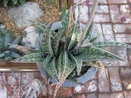 Image result for Selago dinteri