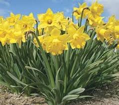 Cenhinen Pedr Peter S Leek Daffodil The National Flower Of Wales Is Now Considered To Be The Daffodil Howe White Flower Farm Daffodil Gardening Narcissus