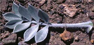 Xerophytes