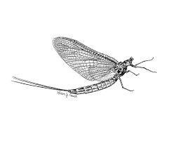 Black And White Insect With Stinger Mayfly Illustration Etch Flying Google Search Fly Fishing Tattoo Fly Fishing Art Mayfly