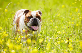 Képtalálat a következőre: „angol”