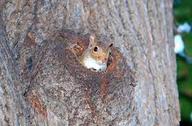 Rescuers Save Scores Of Squirrels In Rodent Baby Boom Who Fall From Trees New York Daily News