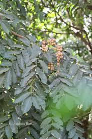 Image result for Aphanamixis