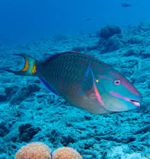Hawaii Fish Marine Wildlife Information Maui Kauai Big