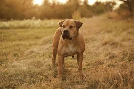 Black boerboel puppies for sale in south africa. Boerboel Dog Breed Info Pictures Care Guide Traits More Pet Keen