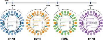 Nonetheless, every year vaccine coverage is lower than in this review we discuss the effectiveness, indications, and limits of influenza vaccination in the pediatric population based on the most recent evidences. The Evolution And Future Of Influenza Pandemic Preparedness Experimental Molecular Medicine