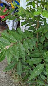 Image result for Carya illinoinensis