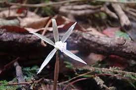 Image result for Nervilia petraea