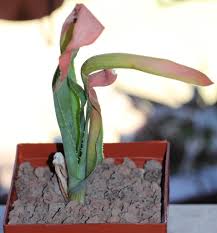 Image result for Aloe christianii