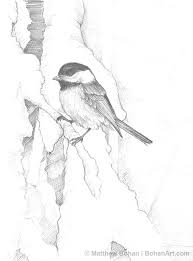 Sketch Bird On Branch Drawing Chickadee On Snowy Branch Pencil Sketch Bird Drawings Sketches Drawings