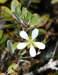 Image result for Heterocentron macrostachyum