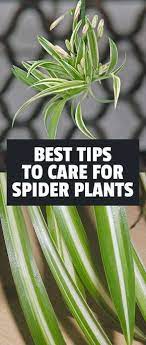 How To Care For Spider Plants Chlorophytum Comosum With Images Plants