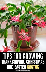 When selecting a pot for a christmas cactus. Tips For Growing Thanksgiving Christmas And Easter Cactus Christmas Cactus Care Christmas Cactus Cactus Care