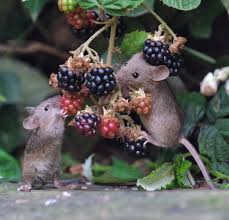 Pin On Mouses