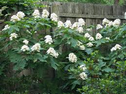 Feb 06, 2018 · native to eastern north america, the black cherry tree is native in areas from east to west texas. Hydrangeas Showy Color Shady Spots East Texas Gardening
