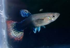 Female Bigear Dragon Guppy Fish Betta Aquarium Guppy